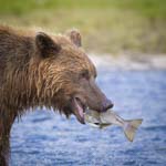 alaska photo tour brown bear catching salmon