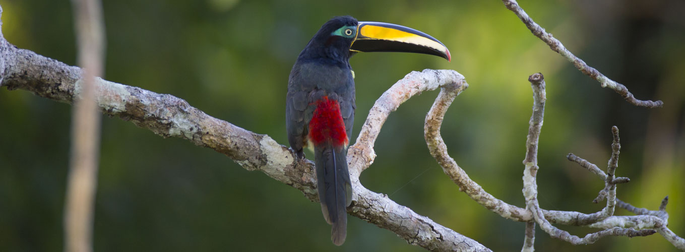 galapagos amazon photography tour toucan