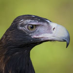 kangaroo island photo tour eagle portrait