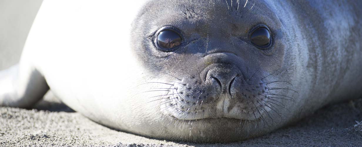 patagonia photography tour elephant seal