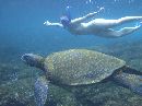Jess snorkelling next to a huge green sea turtle!