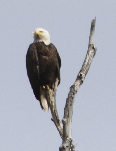 Bald Eagle!