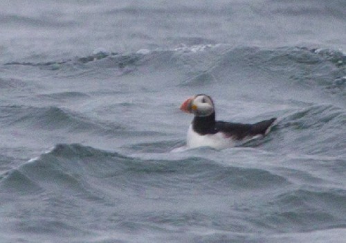 Atlantic Puffin!