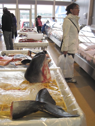 Dolphin head, anyone?