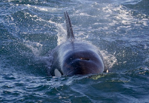 It\'s coming right for us! Orca / Killer Whale