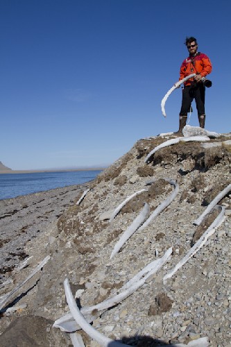 Whale bones everywhere