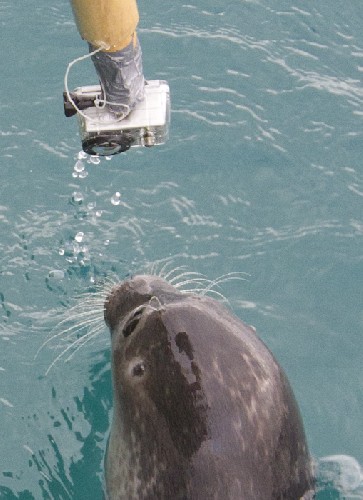 Curious Ringed Seal looking at GoPro camera
