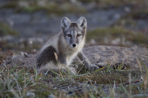 Arctic Fox