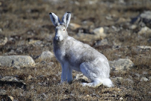 Arctic Hare