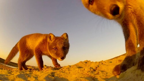 Arctic fox video screen capture from GoPro video