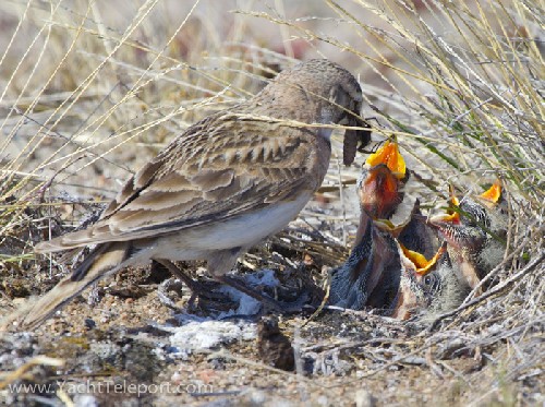 Snow bunting nest