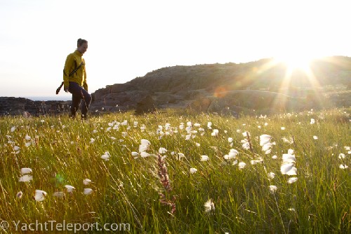 Jess walking among the fields of Arctic Cotton