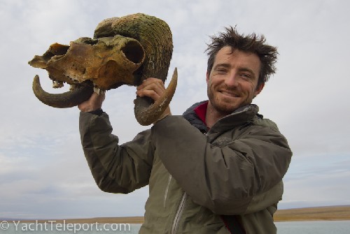 Holding up a muskox skull