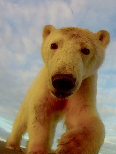 not the last thing this camera ver saw, amazintly