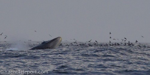 whale (minke? humpback?) gorges on the bait-ball of krill/fish