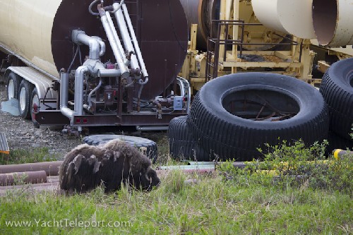 Muskox around the industry of Nome