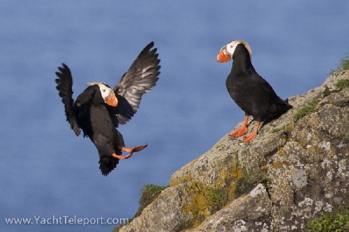 Puffins coming into land