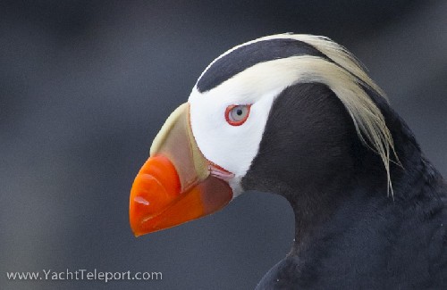 Tufted Puffin