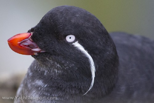 Parakeet Auklet