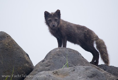 Blue / Black Arctic fox
