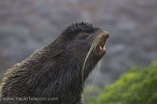 Northern Fur Seal