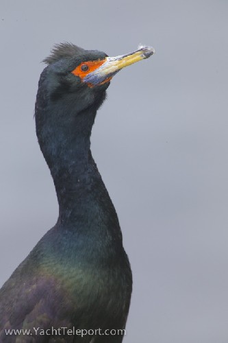 Red Faced Cormorant