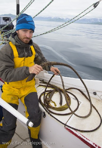 Giant Kelp fronds, this one wrapped around our rudder