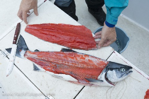 Fred gave us an awesome Sockeye Salmon!