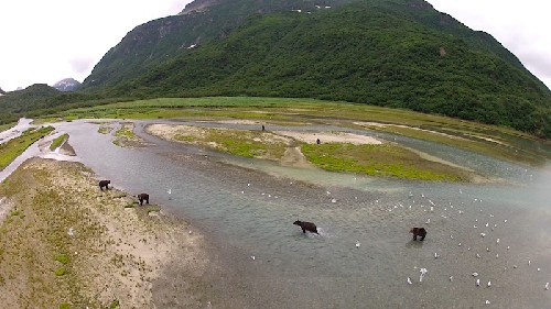 Drone view over the river delta filled with bears