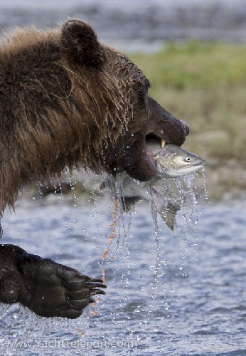 See the salmon eggs row pouring from the fish