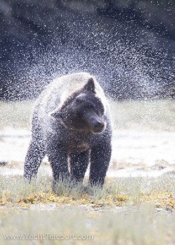 Backlit bear shaking