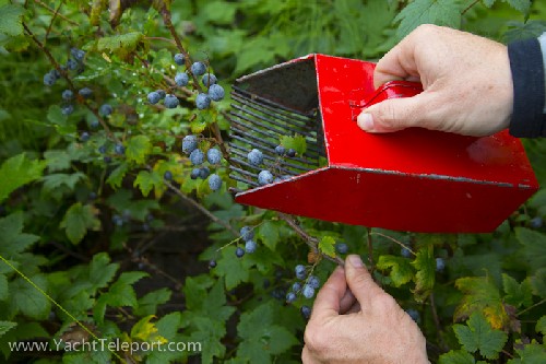 Berry picking in Jackolof Bay with borowed berry comb, turns out these were black currents not blue berries these ones! We quickly learnt.
