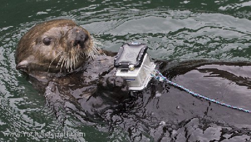 Sea otter dove for my GoPro and carried it around filming himself