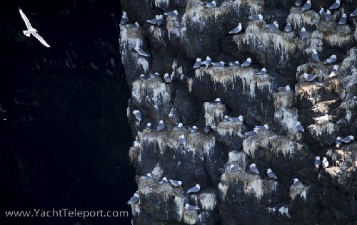 Kittiwake nesting cliff