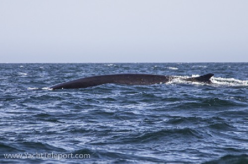 Anyone know what kind of whale this is? Fin Whale? Sei Whale? - Click for full-size.