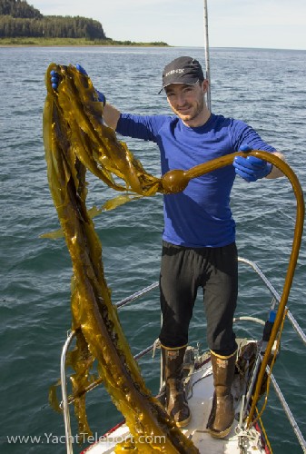 No wonder the anchor was harder than normal to haul up! - Click for full-size.