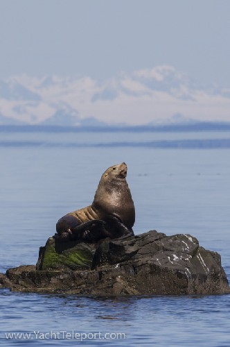 Sea lion striking a pose on The Needle - Click for full-size.