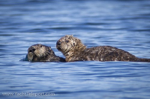 Sea Otter mum and baby - Click for full-size.