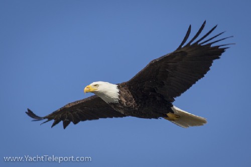 Bald Eagle - Click for full-size.