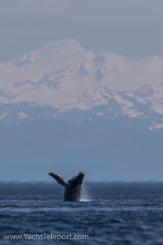 Humpback whale breeching - Click for full-size.