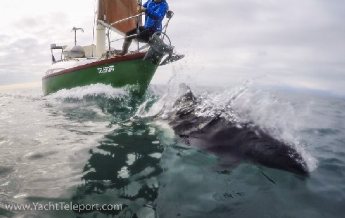 Slow motion video of Dalls porpoise playing at our bow