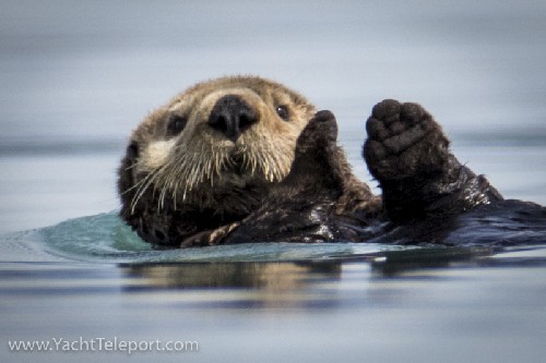 Sea Otter