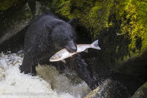 Black bear catching salmon in Anan Bay