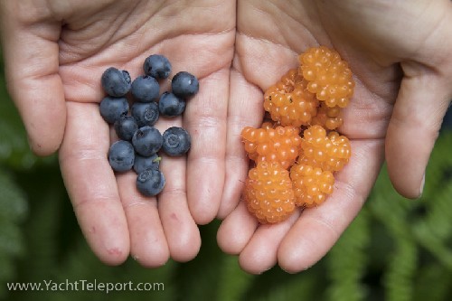 Blueberries and Salmonberries