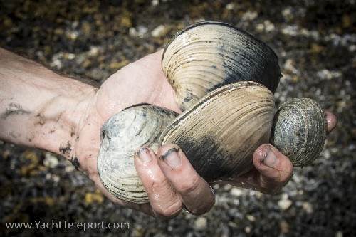 big clams for dinner