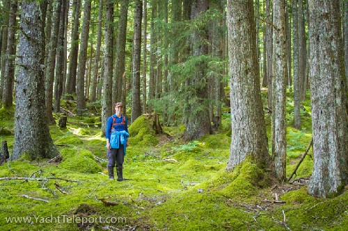 Wonderful forest to hike through